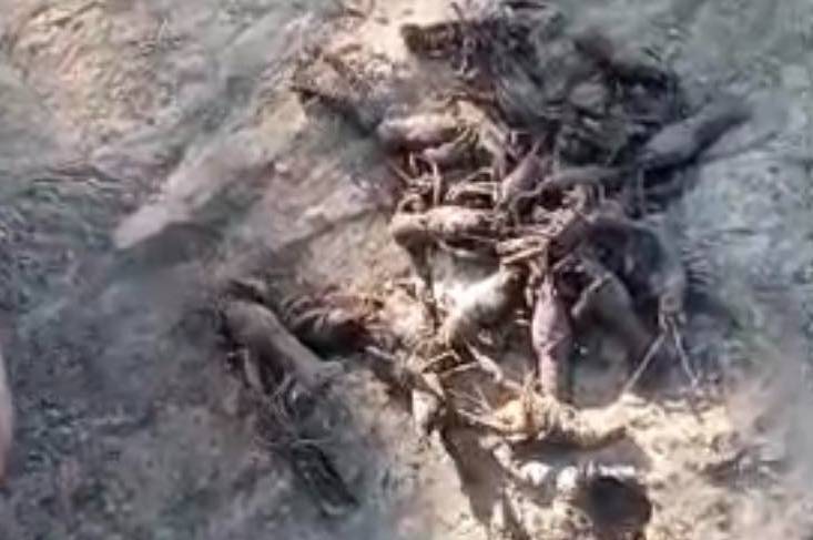 На Вінниччині рибалка наловив раків на 93 тисячі: його зупинили інспектори