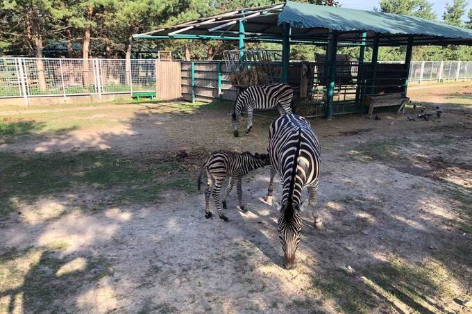 У Подільському зоопарку народилося дитинча зебри