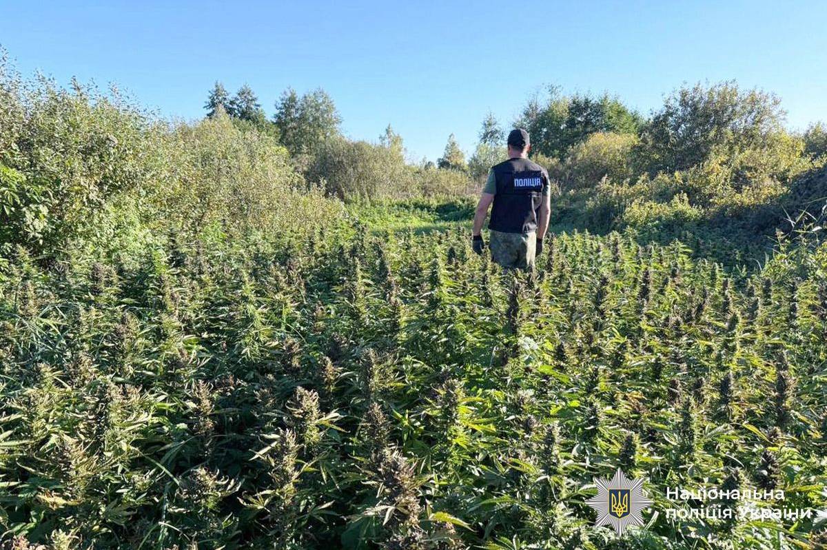 На Вінниччині викрили наркоугруповання: вилучили тисячі кущів конопель (фото та відео)