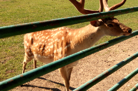 У Вінницькому Подільському зоопарку – біглянка