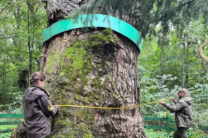 Унікальний Юзефінський дуб, якому понад 1350 років, дає нові паростки в Україні