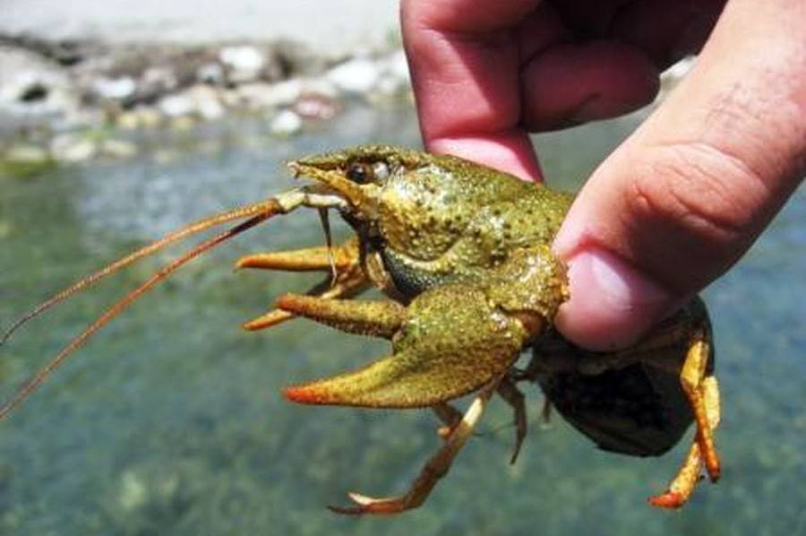 В Україні зняли заборону на лов раків: що потрібно знати рибалкам