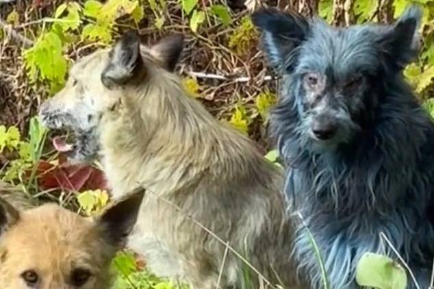 У Чорнобилі вперше помітили собак із блакитною шерстю (фото) У Чорнобилі вперше помітили собак із блакитною шерстю (фото)