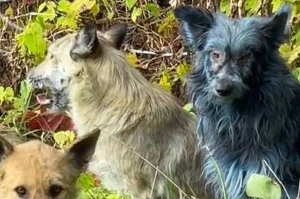 У Чорнобилі вперше помітили собак із блакитною шерстю (фото)