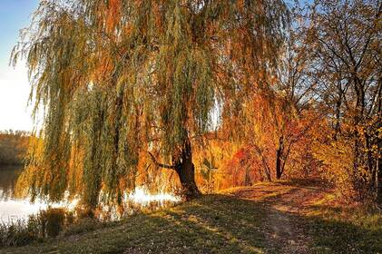 У Вінниці та області прогнозують сильний вітер і невелике похолодання