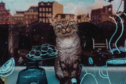 "Жива некондиція": куди в зоомагазинах дівають тварин, яких ніхто не хоче купувати