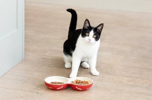 Як правильно годувати кота сухим кормом: частота, порції, вода

