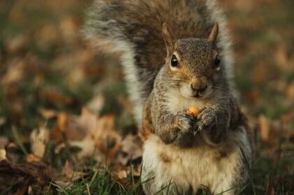 На Вінниччині — м’які вихідні та теплий початок тижня: синоптики розповіли, чого чекати