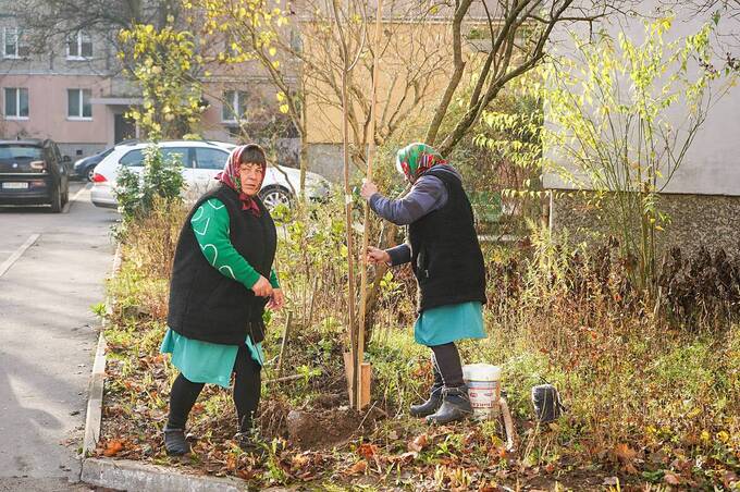 У Вінниці продовжується осіння кампанія з озеленення прибудинкових територій (фото)