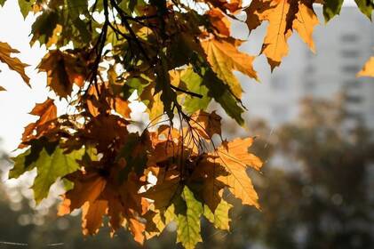 Погода на вихідні у Вінниці та області: хмарно, подекуди туман і невеликий дощ