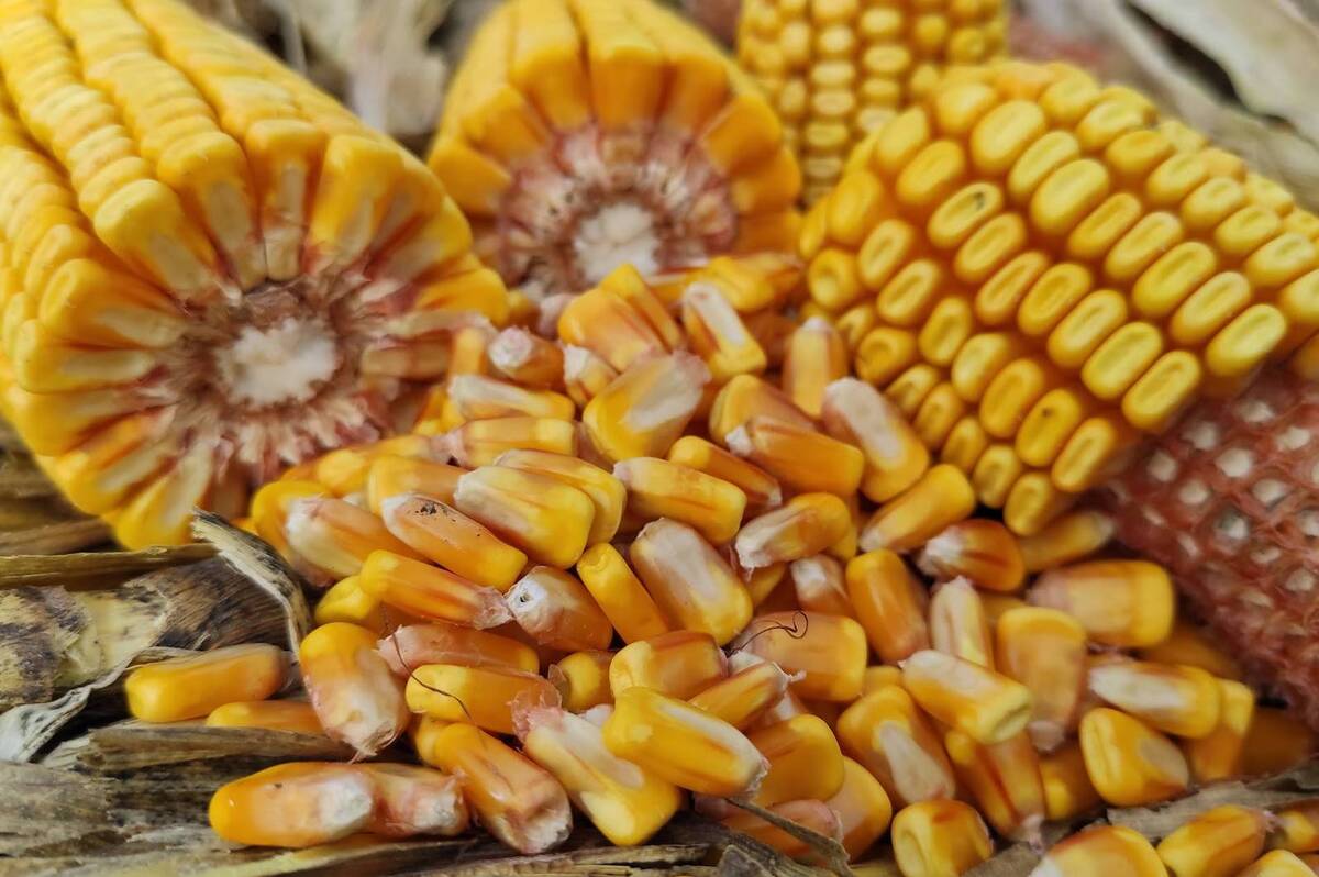 На Вінниччині продовжується збір кукурудзи та завершено викопування цукрових буряків