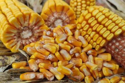 На Вінниччині продовжується збір кукурудзи та завершено викопування цукрових буряків