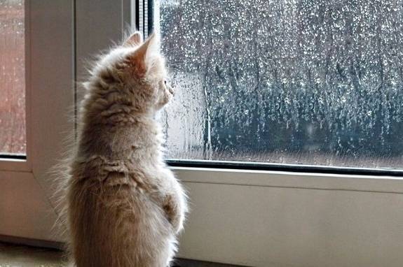 Синоптики прогнозують сніг на Вінниччині: прогноз на 18-19 листопада