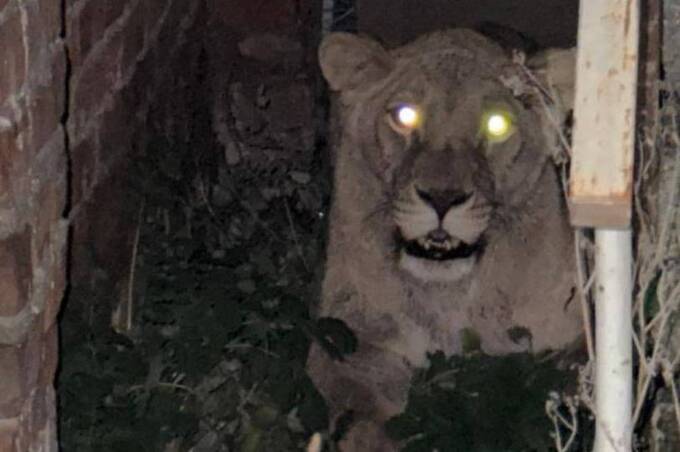 У Хмельницькому левиці втекли з зоокуточка та вбили інших тварин