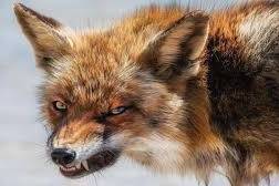 У Хмільнику хвора на сказ лисиця покусала дитину та собаку