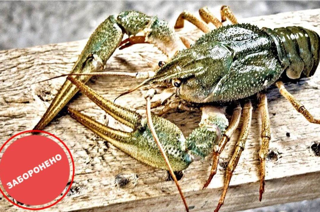 Заборона на вилов раків на Вінниччині: штрафи, терміни та важливі правила