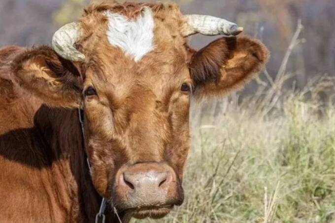 У селі на Вінниччині виявили хвору на сказ телицю