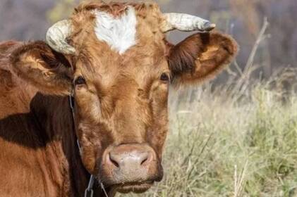 У селі на Вінниччині виявили хвору на сказ телицю