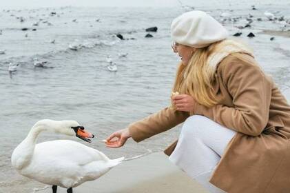 Качок та лебедів не можна годувати хлібом: причина
