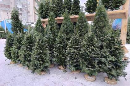 Скільки коштуватиме новірічна ялинка у 2025 році: прогнози експертів