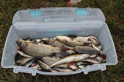 У Калинівський ставок запустили понад тонну риби