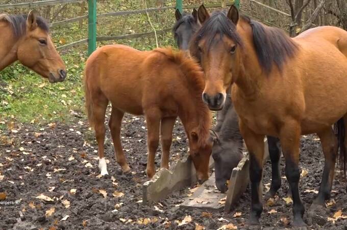 Ранчо серед лісів: на Вінниччині відроджують рідкісну породу коней-гуцуликів (фото та відео)