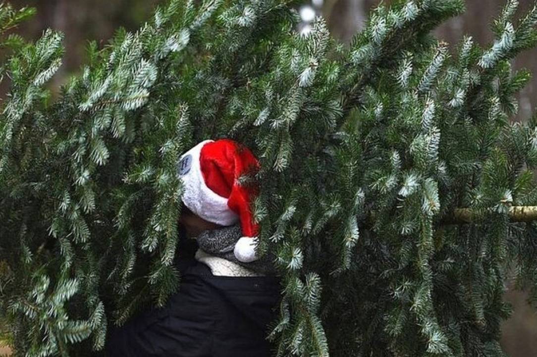 У Вінницькій області на початку грудня розпочнеться офіційний продаж різдвяних дерев