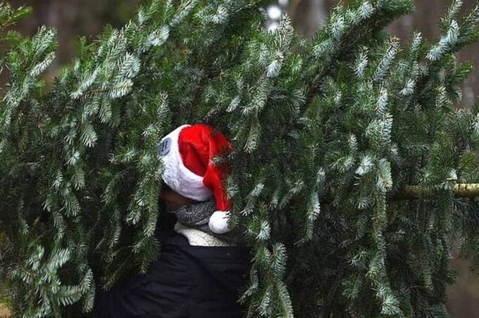 У Вінницькій області на початку грудня розпочнеться офіційний продаж різдвяних дерев