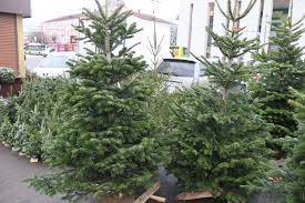 Де у Вінниці дозволили продавати новорічні ялинки: перелік адрес 