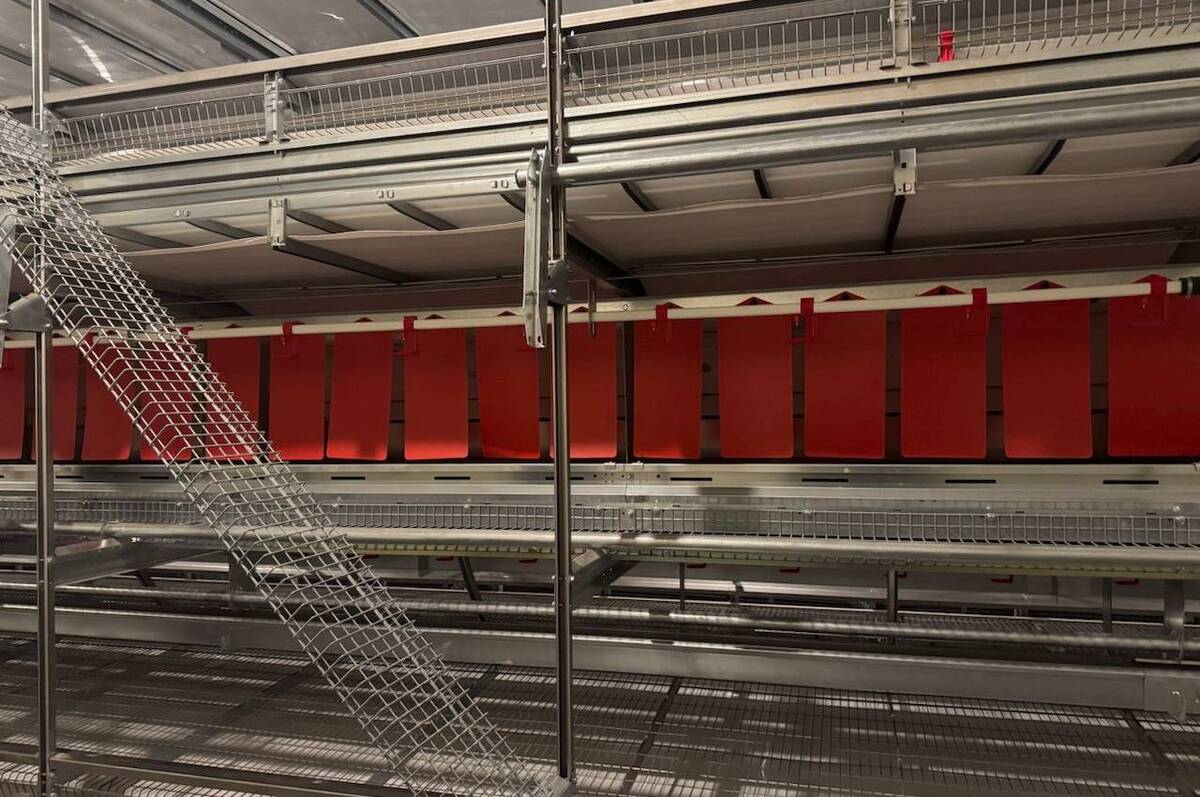 Яке обладнання потрібне для вирощування кур-несучок? 