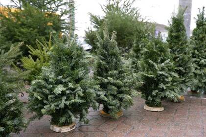 У Вінниці стартує операція «Новорічна ялинка»: як купити легальне дерево