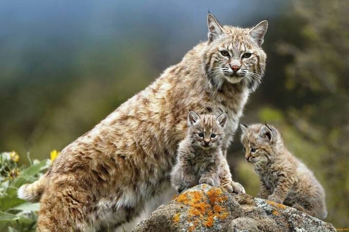 У Карпатах зафіксували рись з малюками та бурого ведмедя (відео)