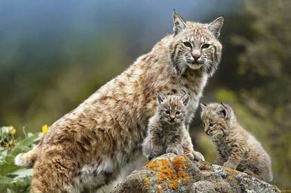 У Карпатах зафіксували рись з малюками та бурого ведмедя (відео)