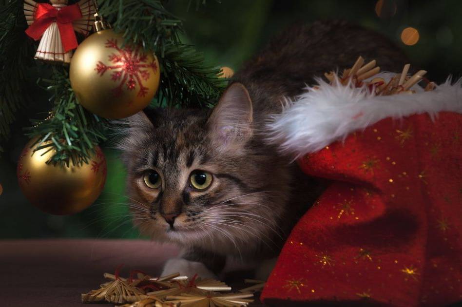 Святкова ялинка може бути небезпечною для котів: фахівці попереджають про ризики