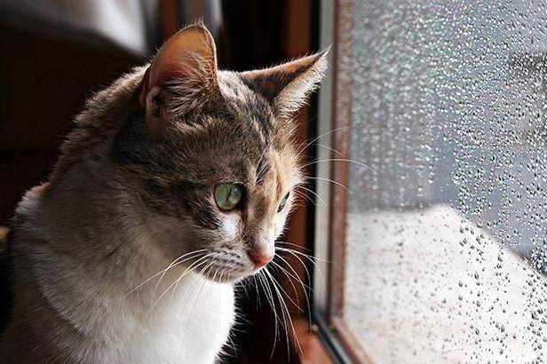 Дощова ніч і тепліший день: синоптики оновили прогноз на 10–11 грудня