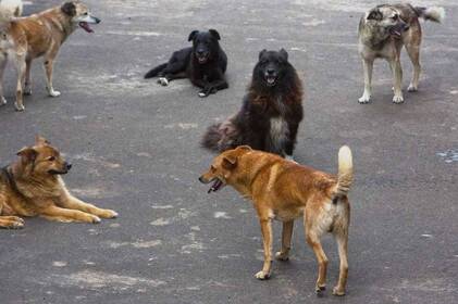 На Вінниччині зграя собак напала на 11-річну дівчинку