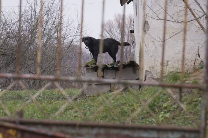 На Вінниччині зграя собак пошматувала дівчинку: власниці однієї з тварин загрожує ув’язнення