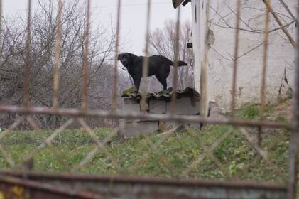 На Вінниччині зграя собак пошматувала дівчинку: власниці однієї з тварин загрожує ув’язнення