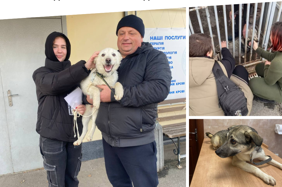 Ще двоє собак із муніципального притулку Вінниці знайшли дім