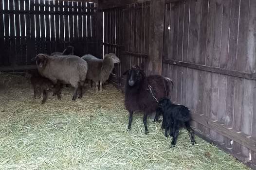 Напередодні Різдва у Подільському зоопарку народилися маленькі овечки