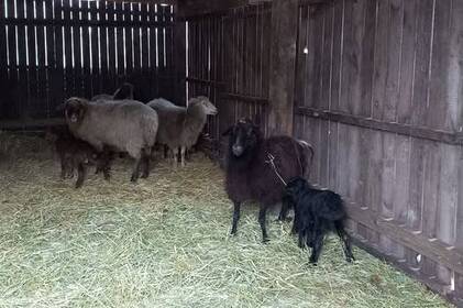 Напередодні Різдва у Подільському зоопарку народилися маленькі овечки