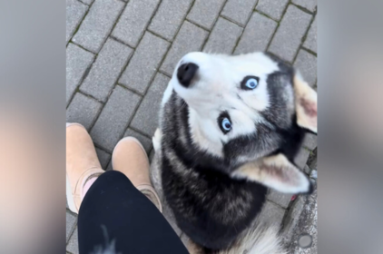 У Вінниці небайдужа дівчина шукає дім для безпритульного пса: часу залишилось лише два дні