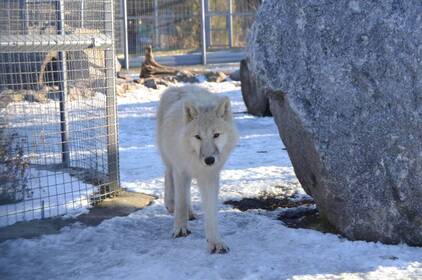 З 1 січня Подільський зоопарк змінює ціни на квитки