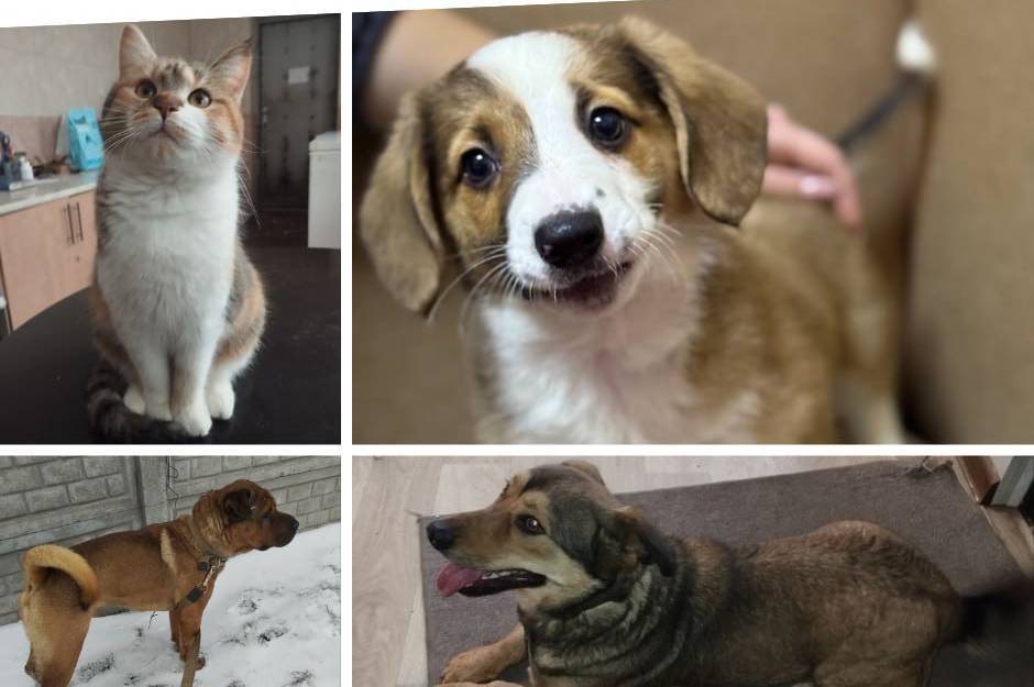 Від вулиці до родини: як працював Вінницький муніципальний притулок для тварин у 2025 році