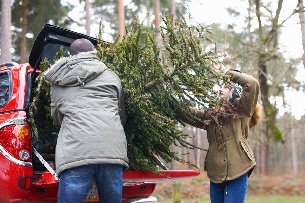 Коли насправді треба прибирати ялинку: дати, прикмети й важливі нюанси