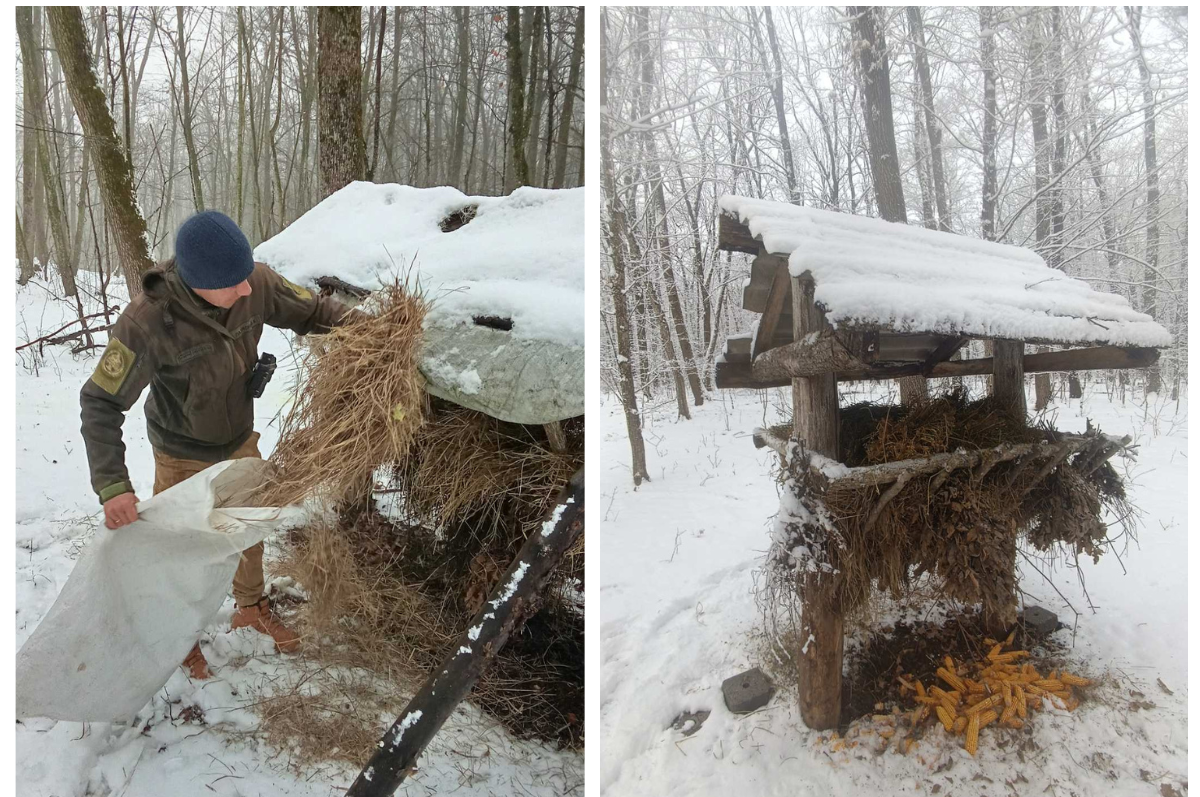 Турбота про дику природу: у «Кармелюковому Поділлі» підтримують тварин узимку