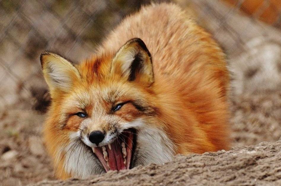 Напружена ситуація зі сказом на Вінниччині: статистика за 2025 рік