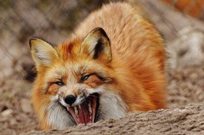 Напружена ситуація зі сказом на Вінниччині: статистика за 2025 рік