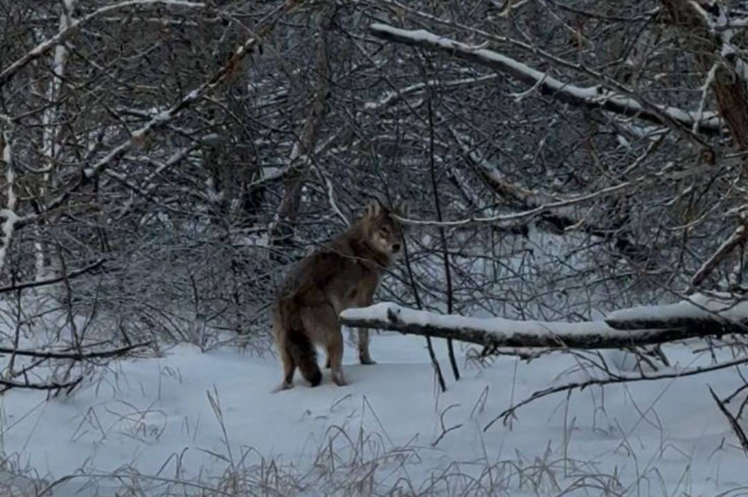 Не боїться радіації: у Чорнобилі помітили небезпечного хижака