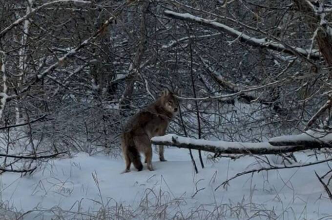 Не боїться радіації: у Чорнобилі помітили небезпечного хижака
